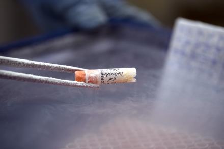 Sample in tweezers