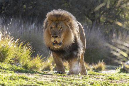 bo the lion