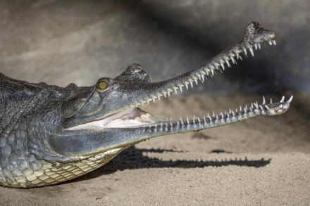 Crocodile