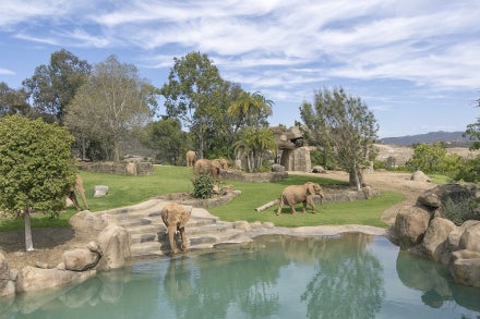 Elephants in EV