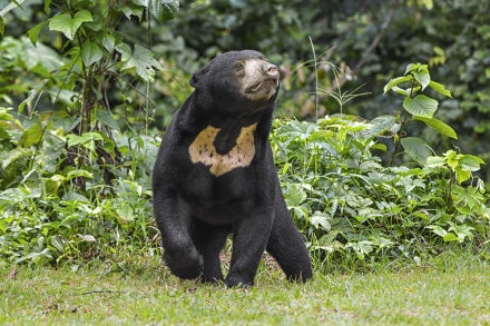 Sun bear