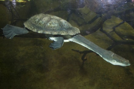 Swimming turtle