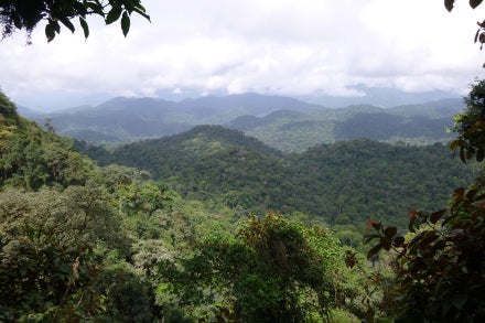 Aerial view of the Ebo forest