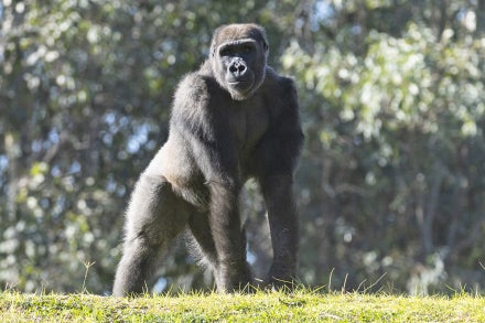 Mizani the gorilla
