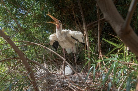 milky stork