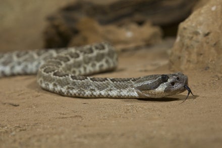 Rattlesnake